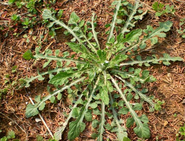 太阳成官网|我的世界美食如何制作 更多食物MOD介绍(图3) 太阳成集团tyc