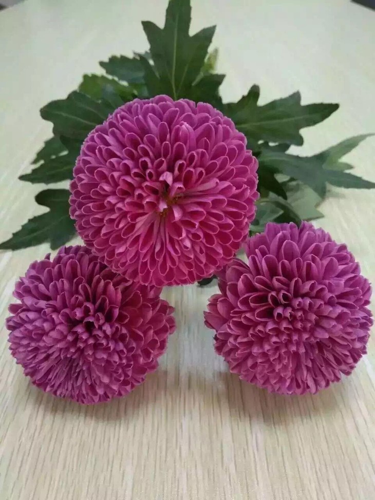 供给侧改革带来大宗商品牛市行情‘太阳集团tyc’(图2) 太阳集团tyc